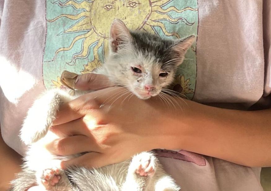 Stowaway kitty survives wild ride to Napa